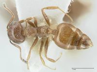 Crematogaster hezaradjatica focol1796-1 d 1 high.jpg