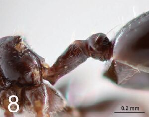 Crematogaster indosinensis F8.jpg