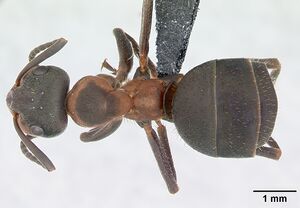 Formica lugubris casent0173155 dorsal 1.jpg