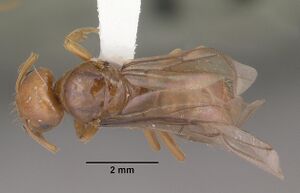 Lasius interjectus casent0103546 dorsal 1.jpg