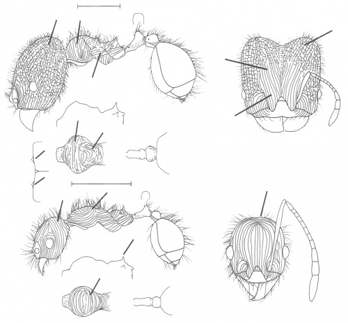 Pheidole ectatommoides Wilson 2003.jpg