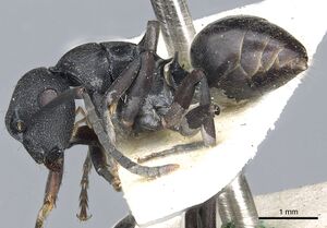 Polyrhachis phryne casent0903305 p 1 high.jpg