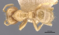 Pseudolasius trimorphus casent0912326 d 1 high.jpg