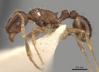 Tetramorium ferox casent0280930 p 1 high.jpg