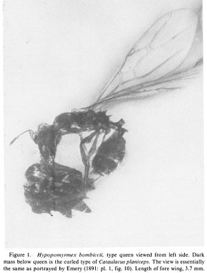 Brown & Carpenter 1979-2Hypopomyrmex-bombiccii.jpg