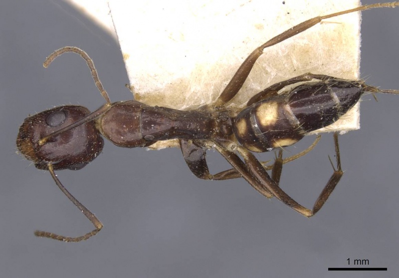 File:Camponotus albosparsus casent0910137 d 1 high.jpg