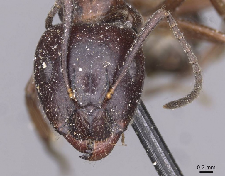 File:Camponotus nitens casent0910004 h 1 high.jpg