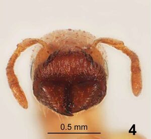 Crematogaster-cylindriceps-hef1.jpg