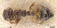 Crematogaster gratiosa casent0912769 d 1 high.jpg