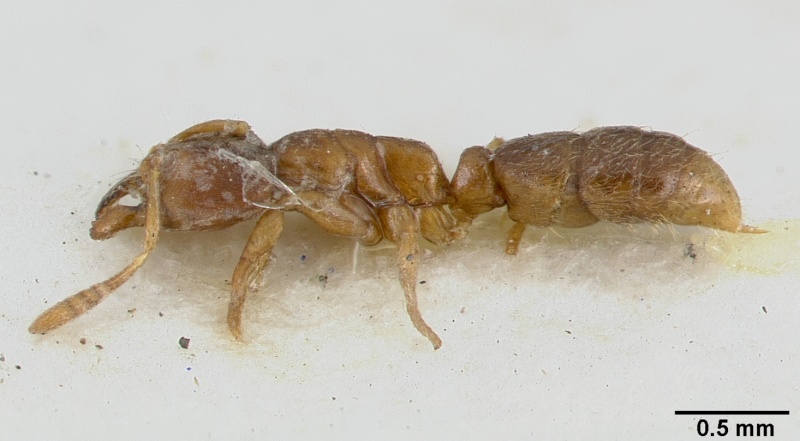 File:Cryptopone testacea castype06939-01 profile 1.jpg