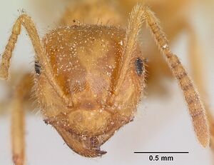 Lasius speculiventris casent0103508 head 1.jpg