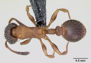 Leptothorax acervorum casent0173138 dorsal 1.jpg