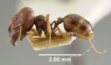 MCZ-ENT00008697 Pheidole caldwelli hal.jpg