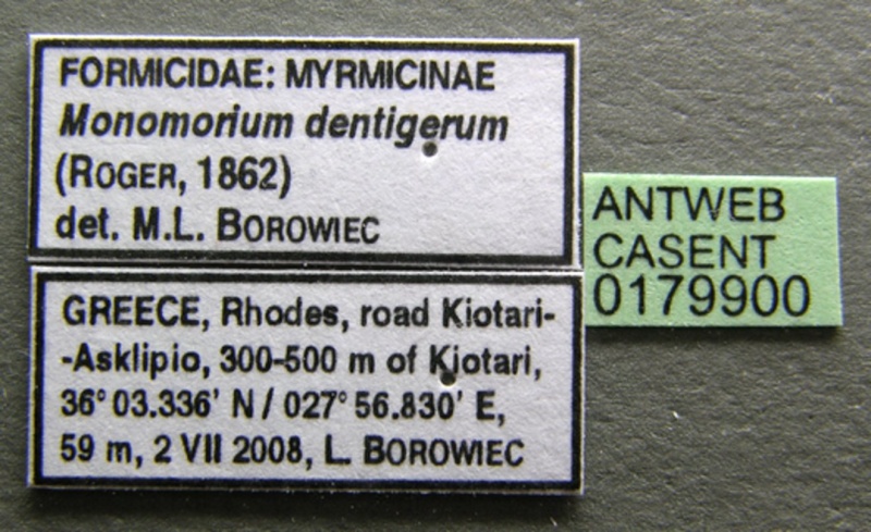 File:Monomorium dentigerum casent0179900 l 1 high.jpg