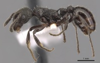 Myrmica polyglypta P casent0904552.jpg