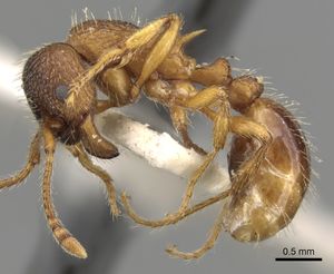 Myrmica slovaca P casent0280823.jpg