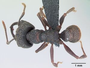 Mystrium rogeri casent0009965 dorsal 1.jpg