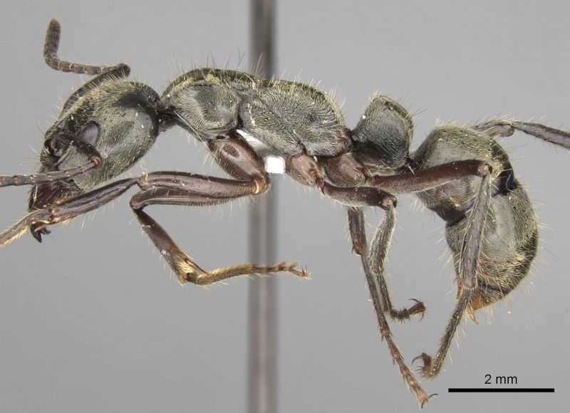 File:Pachycondyla theresiae casent0281902 p 1 high.jpg