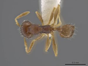 Pheidole jamaicensis casent0636785 d 1 high.jpg