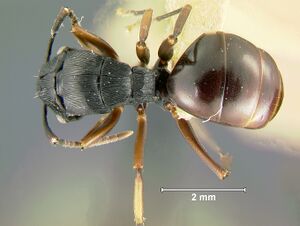 Polyrhachis-creusaD2x.jpg