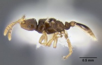 Teleutomyrmex kutteri casent0106301 p 1 high.jpg