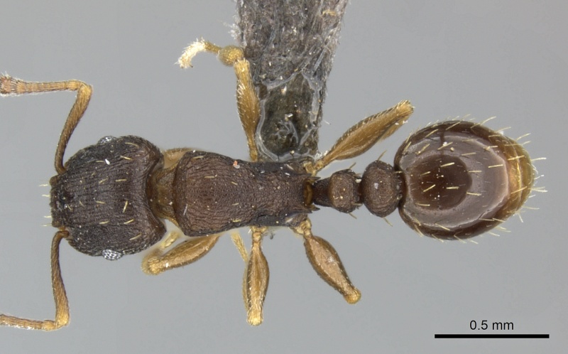 File:Tetramorium bothae casent0249011 d 1 high.jpg