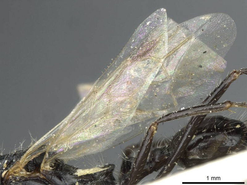 File:Aphaenogaster praenoda casent0913121 p 2 high.jpg