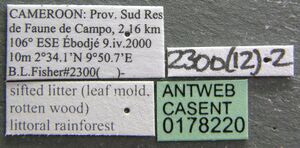 Asphinctopone silvestrii casent0178220 label 1.jpg