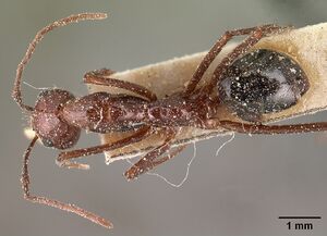 Camponotus imitator resinicola casent0101118 dorsal 1.jpg