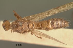 Camponotus maculatus casent0101185 dorsal 1.jpg