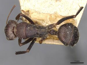 Camponotus mendax casent0910448 d 1 high.jpg