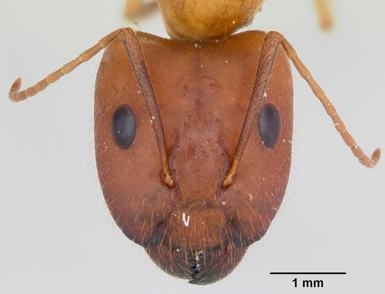 File:Camponotus microps casent0103425 head 1.jpg