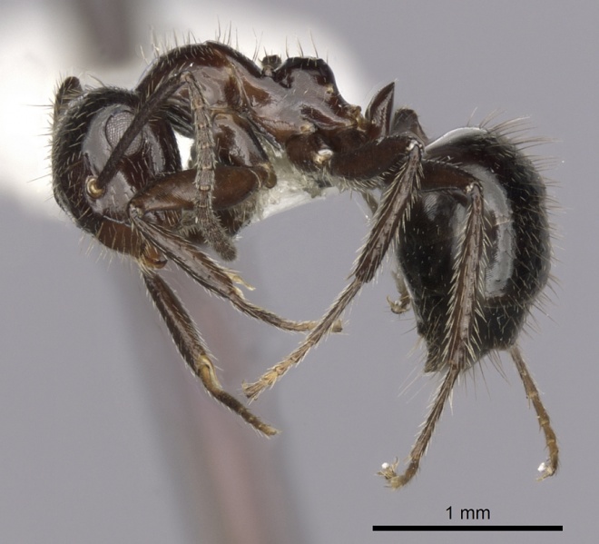 File:Camponotus vitreus casent0280182 p 1 high.jpg