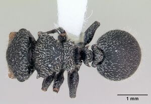 Cephalotes lanuginosus casent0173686 dorsal 1.jpg