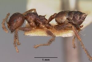 Crematogaster gibba casent0102940 profile 1.jpg