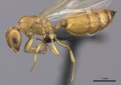 Crematogaster maina casent0485040 p 1 high.jpg