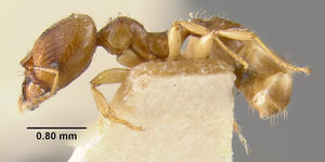 MCZ-ENT00028525 Pheidole hondurensis hal.jpg