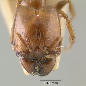 MCZ-ENT00031100 Pheidole vigilans hef.jpg