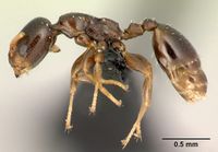 Nesomyrmex brevicornis casent0027494 p 1 high.jpg