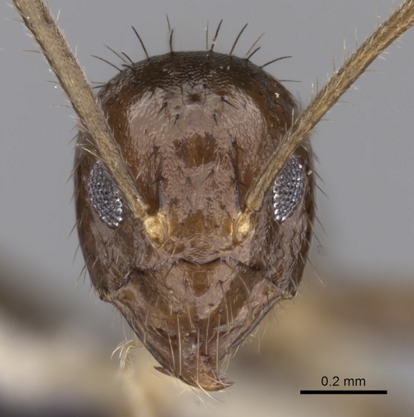 File:Nylanderia lepida casent0170322 h 1 high.jpg