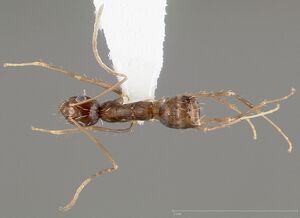 Paratrechina longicornis casent0005425 dorsal 1.jpg