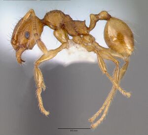 Pheidole fervens casent0008639 profile 1.jpg