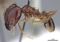 Pheidole gibba casent0919776 p 1 high.jpg