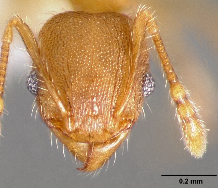 File:Pheidole moerens casent0005743 head 1.jpg