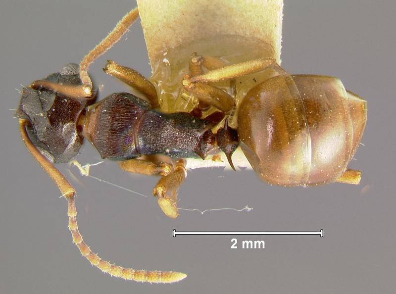 File:Polyrhachis-javanicaD2.5x.jpg