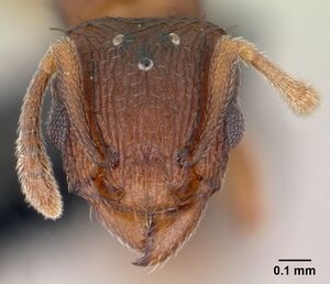 Tetramorium simillimum casent0146901 head 1.jpg