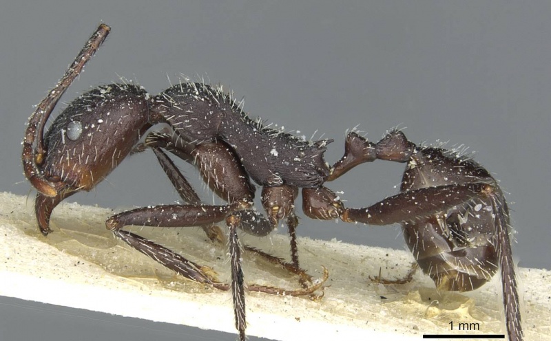 File:Aphaenogaster depilis casent0913111 p 1 high.jpg