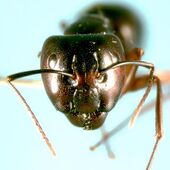 Camponotus amamianus head (www.niaes.affrc.go.jp).jpg