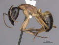 Camponotus consobrinus casent0280193 p 1 high.jpg