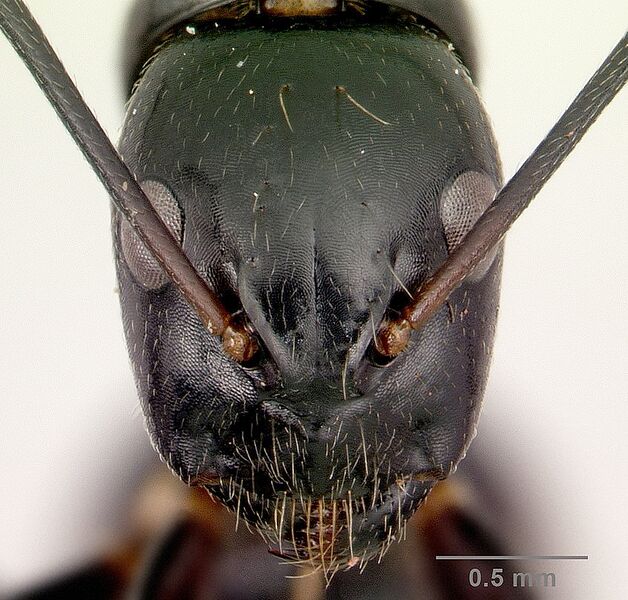 File:Camponotus dromedarius casent0496817 h.jpg